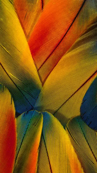 橙色羽毛H5背景高清