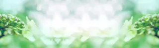 绿叶淘宝广告banner　