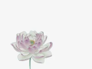 荷花免抠