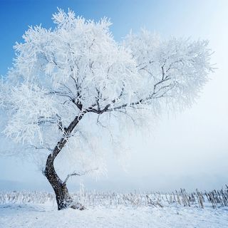 冬天树木背景高清