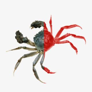 鲜活大闸蟹免抠素材免抠