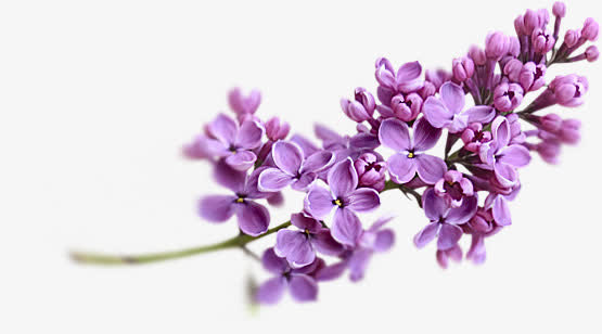 蓝色 樱花 花朵 png素材免抠