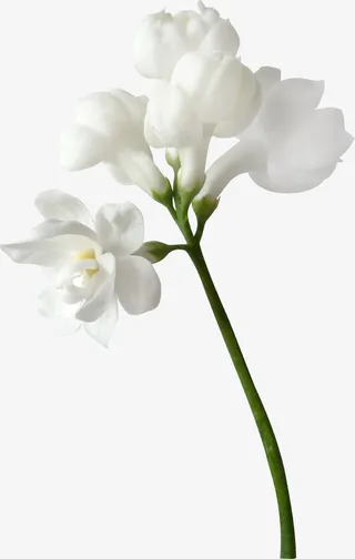 白色花朵免抠