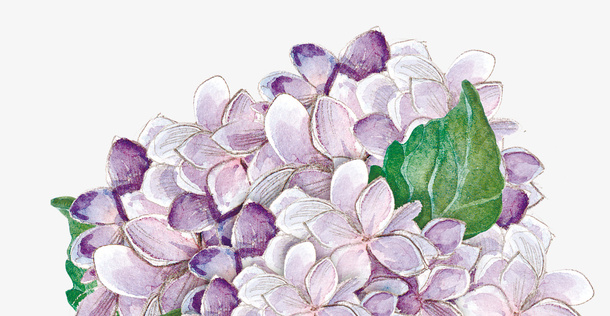 花朵免抠