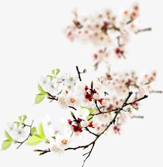 粉色唯美意境花朵梅花免抠