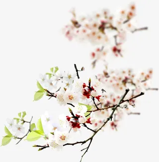 粉色唯美意境花朵梅花免抠