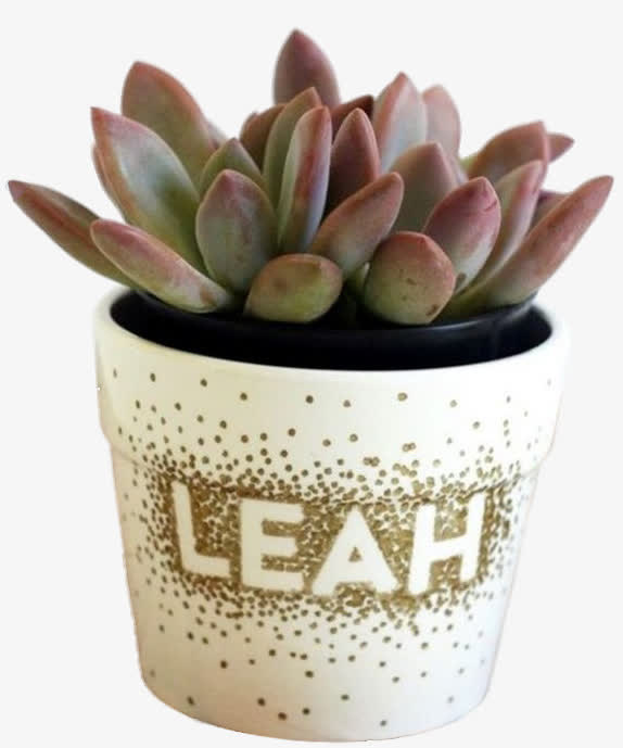 白色多肉植物花盆免抠