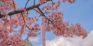 樱花，粉色，春天免抠背景摄影风景元素
