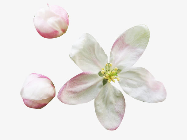 花苞与梨花花瓣图片素材免抠