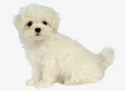 可爱白色毛发小狗免抠