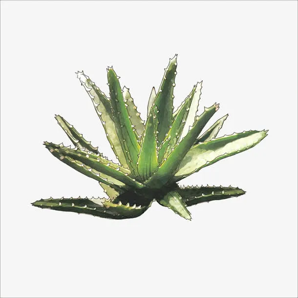 芦荟免抠