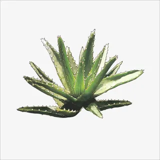 芦荟免抠 芦荟免抠