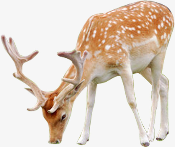 梅花鹿装饰免抠