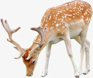 梅花鹿装饰免抠