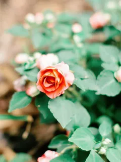 花棚里开放的花朵高清免抠