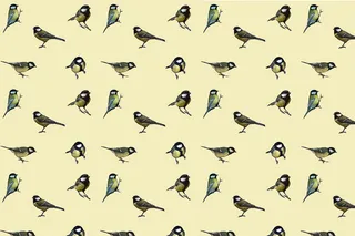 小鸟图案纹理海报背景素材高清