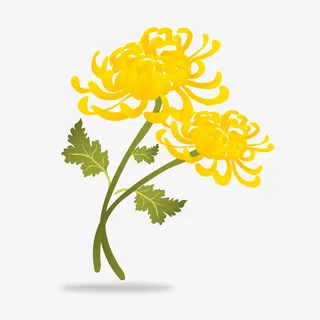 手绘黄色的菊花免抠