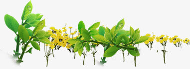 黄色花朵树枝医疗免抠