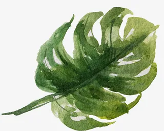 一片大片的深绿叶子免抠