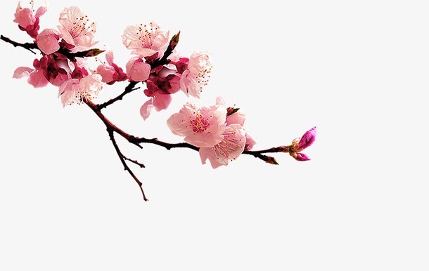 桃花免抠