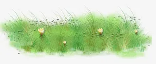 荷花植物高清唯美免扣素材模板免抠