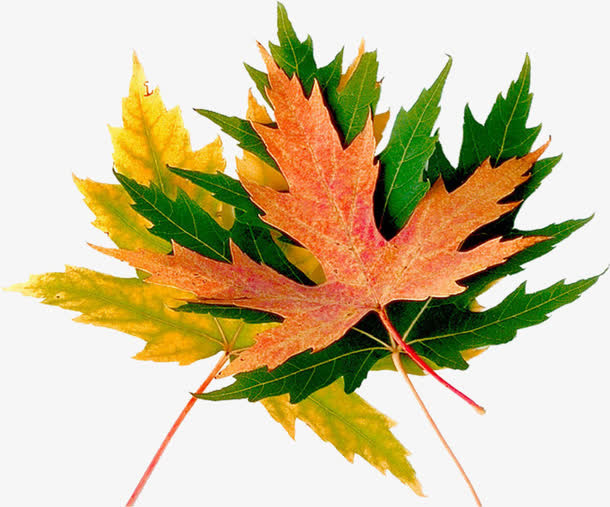 手绘枫叶免抠