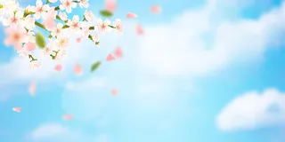 春季 春 天小 清新 绿植 花朵 背景高清文艺清新背景