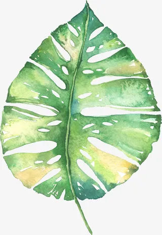 大片的水彩简约叶子免抠