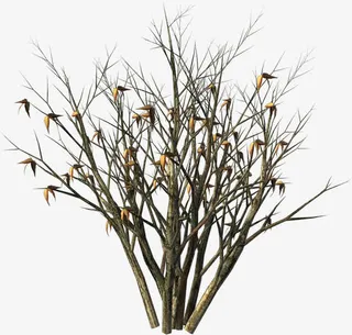 枯萎的灌木丛免抠