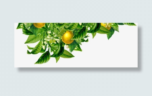 橙子 绿叶 png素材免抠