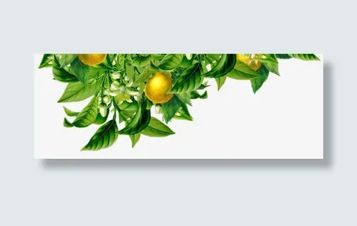 橙子 绿叶 png素材免抠