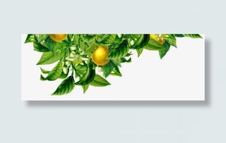 橙子 绿叶 png素材免抠