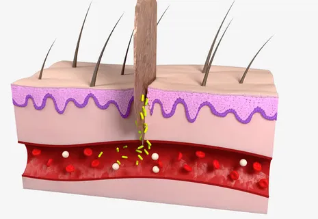 皮肤组织横切面图片免抠