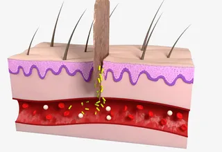 皮肤组织横切面图片免抠