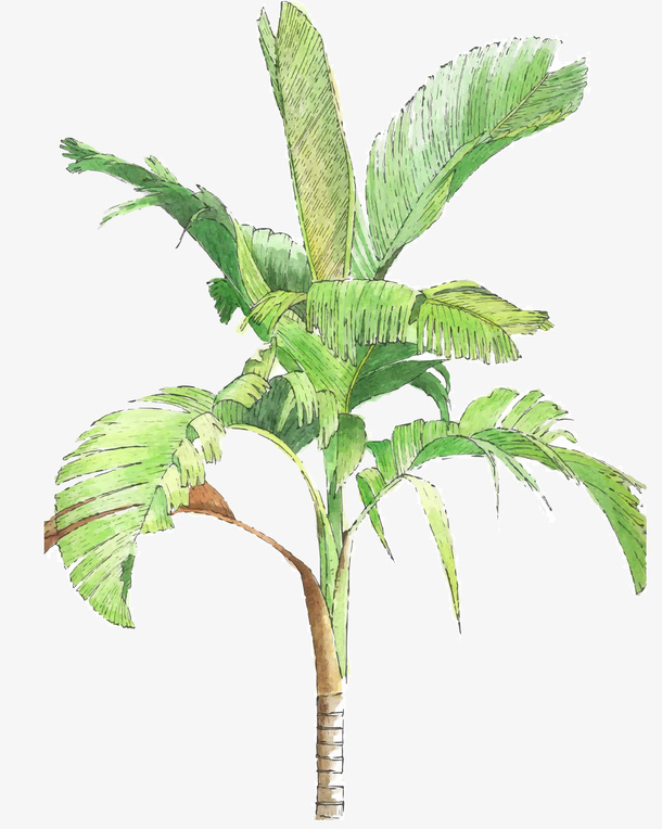 茂盛树叶卡通香蕉树免抠