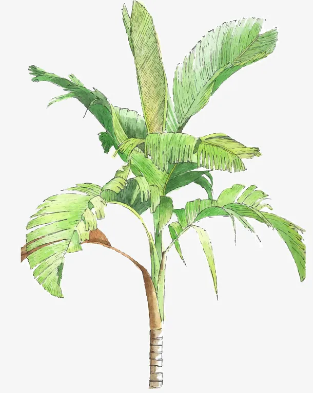 茂盛树叶卡通香蕉树免抠