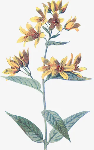 文艺清新花草海报设计装饰免抠