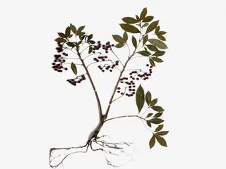 一颗益母草免抠