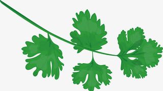 香菜火锅食材调料免抠