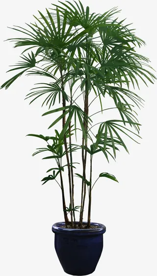 窄窄的叶子植物PNG免抠