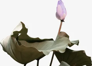 绿色中国风荷花装饰图案免抠