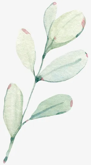 植物，花叶，树枝，手绘花枝免抠