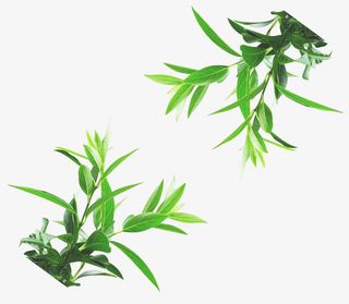 绿叶茶叶分层素材免抠