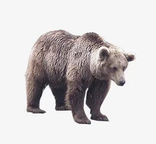 趴下的小狗熊免抠