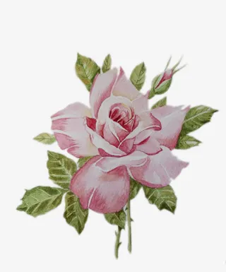 手绘粉色玫瑰花素材免抠