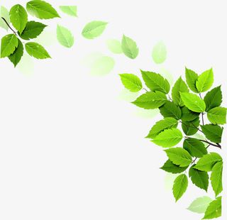 树木叶子免抠