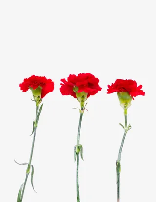 3支红色的鲜花免抠