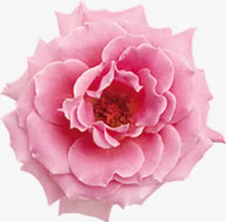 春天盛开花朵粉色免抠