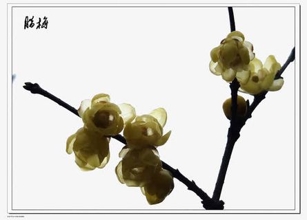 中式水彩腊梅免抠