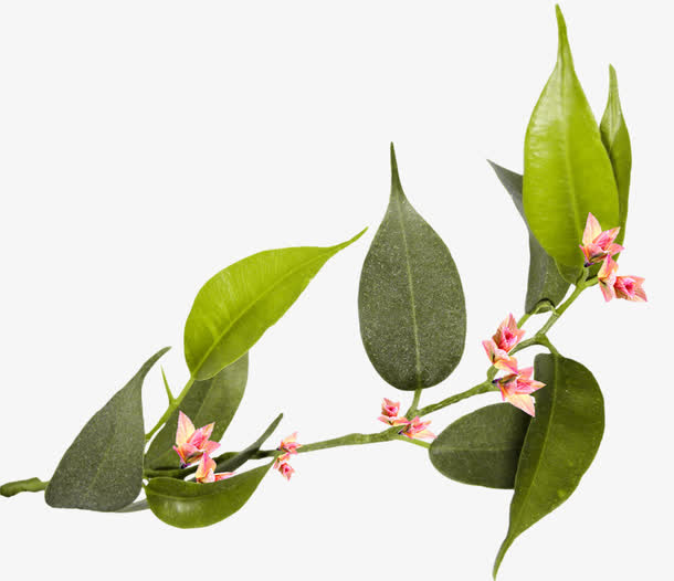 一枝树枝免抠